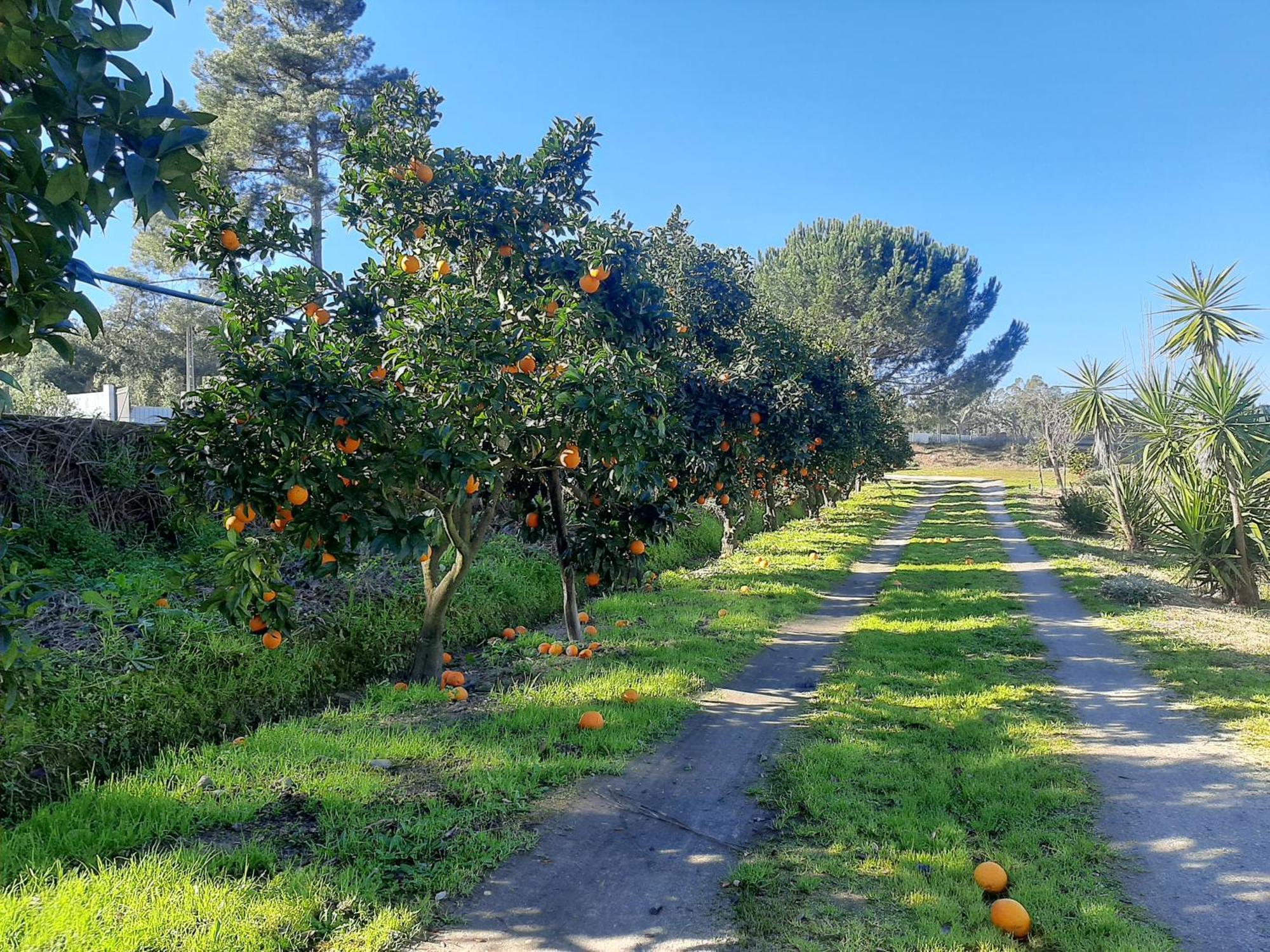 Monte Das Laranjeiras Corticadas do Lavre Εξωτερικό φωτογραφία