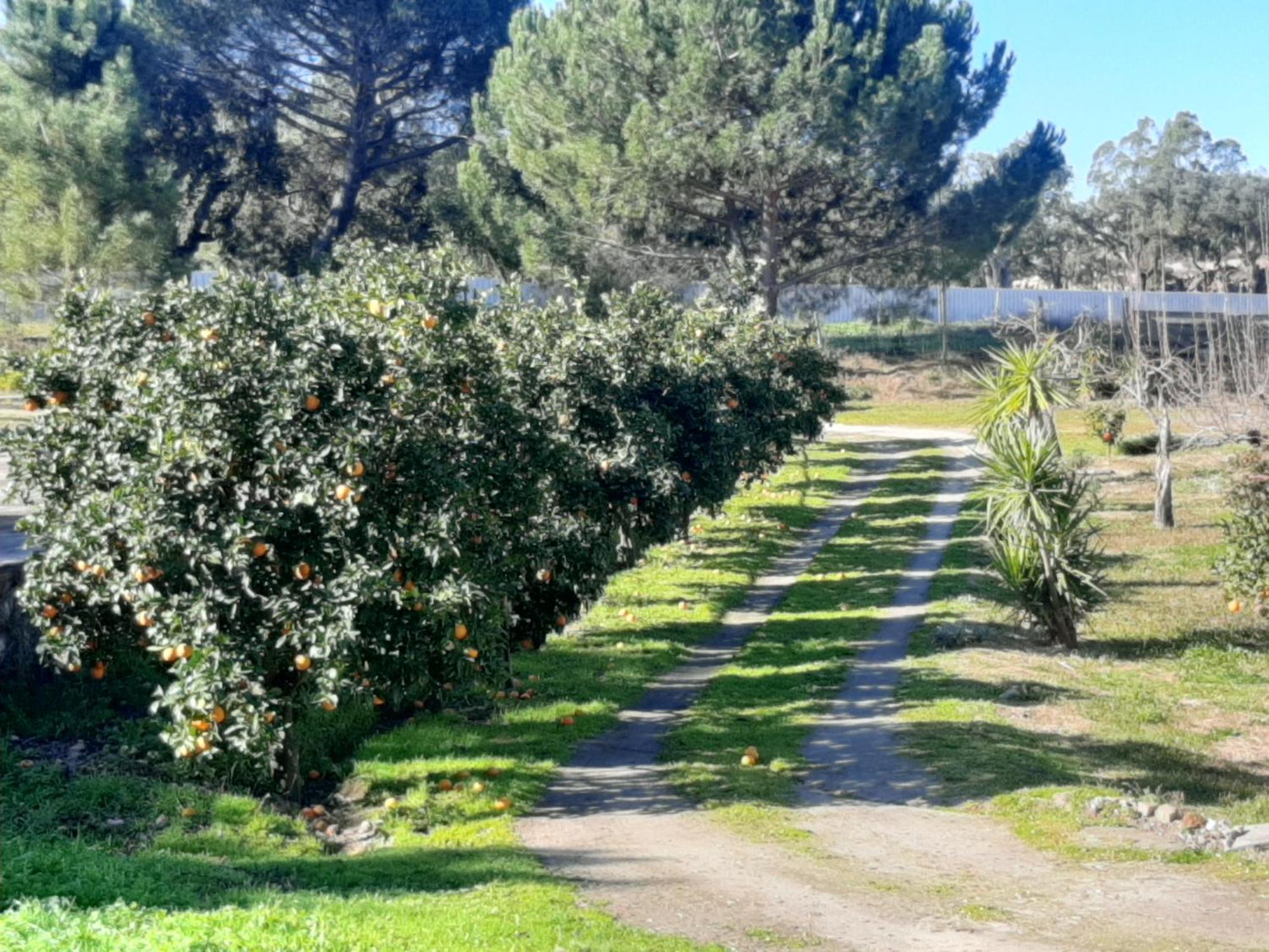 Monte Das Laranjeiras Corticadas do Lavre Εξωτερικό φωτογραφία